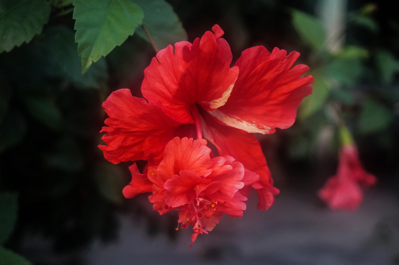 Flower Hibiscus Red Free photo on Pixabay Pixabay