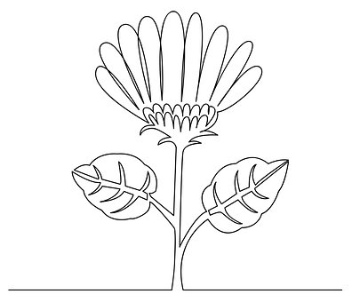 Free Sunflower Leaves photo and picture