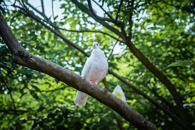 Free Tree Bird photo and picture