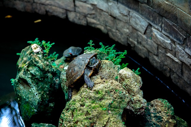 Free Turtle Art photo and picture