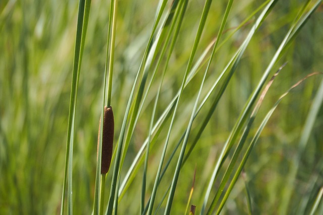 Grass, Green, หญ้า, สีเขียว, ธรรมชาติ