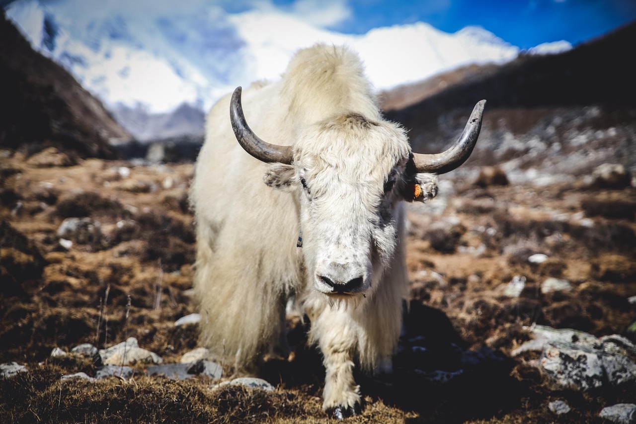 Himalayan Yak Mountains Animal Free Photo On Pixabay