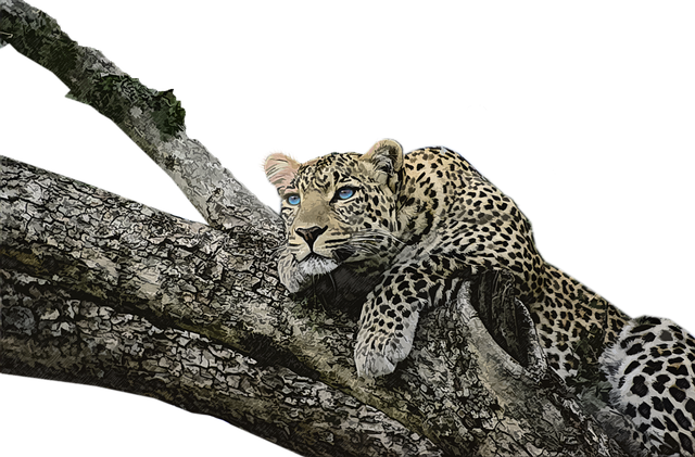 Free leopard wild cat animal illustration