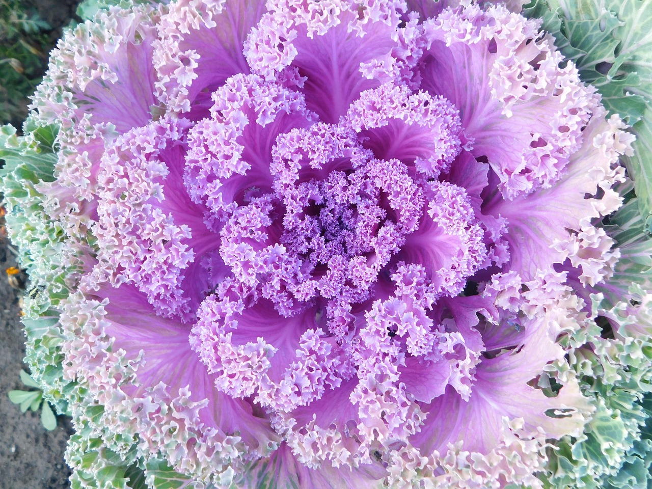 Garten Gemüse Frisch - Kostenloses Foto auf Pixabay - Pixabay