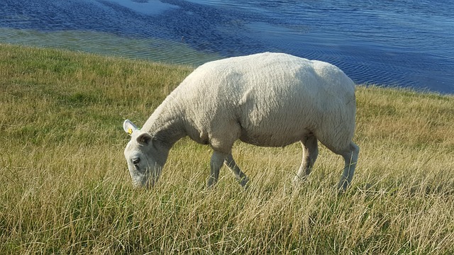 Får, Nordsøen, Græs, Vand, Diget, Eng