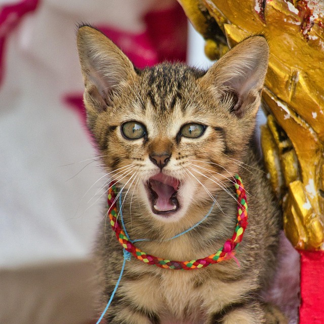 Free Cat Collar photo and picture