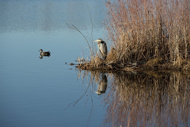 Download free HD stock image of Lake Grass Free Lake Grass photo and picture