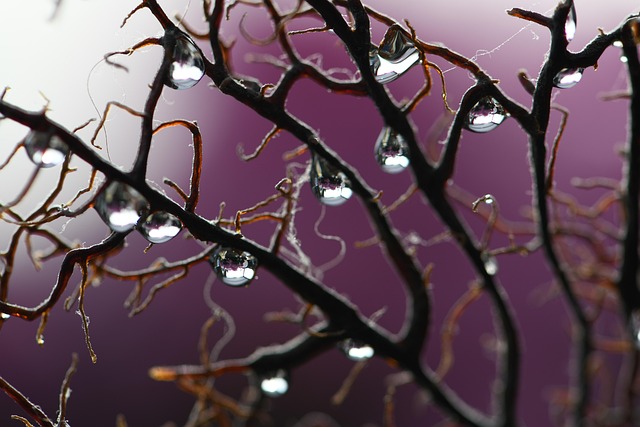 Free Water Drops Macro photo and picture