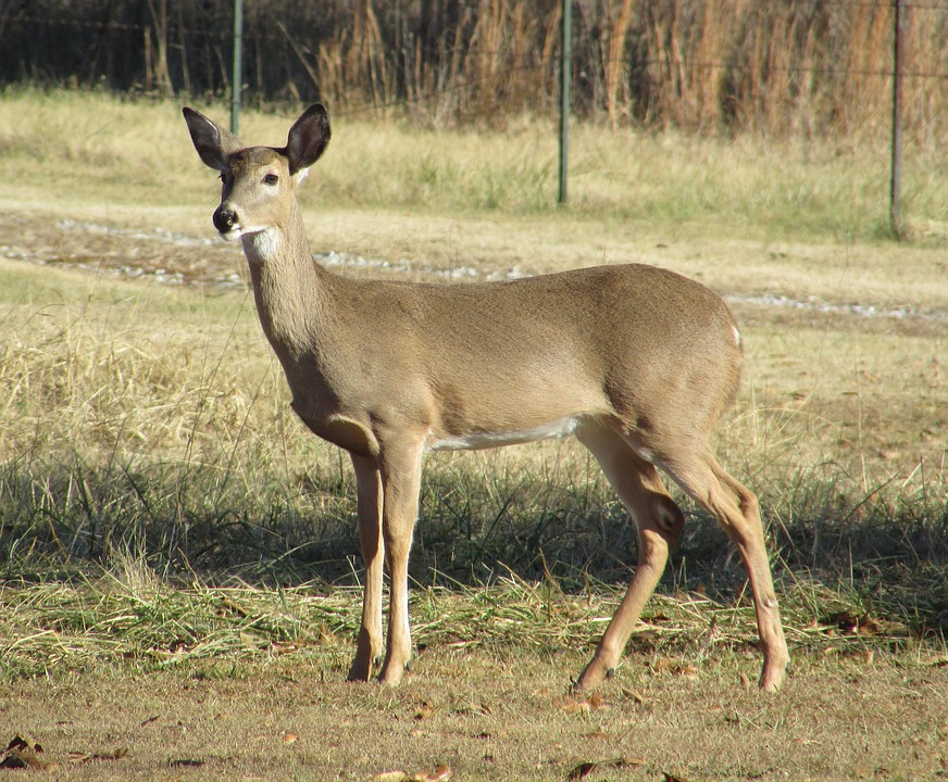 Deer Whitetail Doe Free photo on Pixabay Pixabay