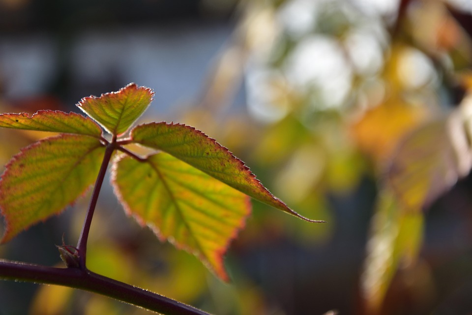 Autumn Leaves Nature - Free photo on Pixabay - Pixabay