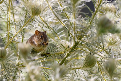 Download free HD stock image of Animal Mouse Free animal mouse mammal illustration