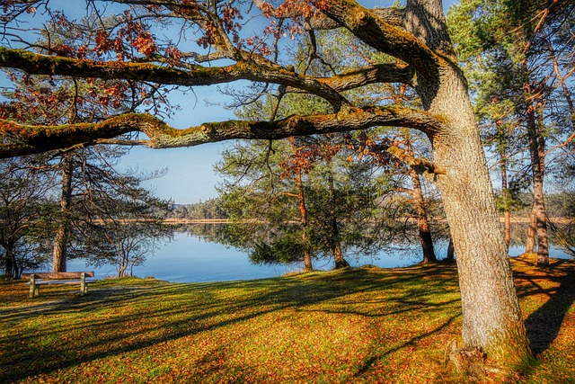 Free Tree Lake photo and picture