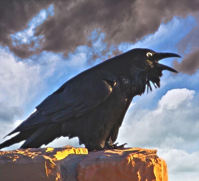 Free crow raven bird illustration