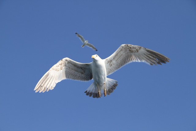 Čajka, Seagull, Vták, Lietanie, Let