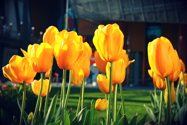 Tulipán, Nádherné Kvety, Kvetina, Jar
