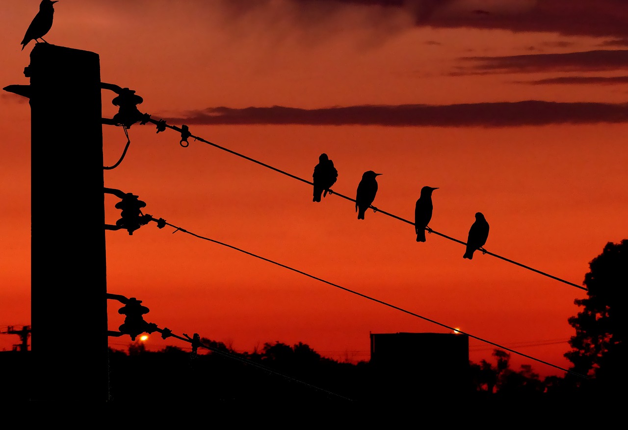 Sunset - free online jigsaw puzzle photo