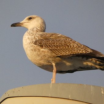 Free Animals Seagull photo and picture