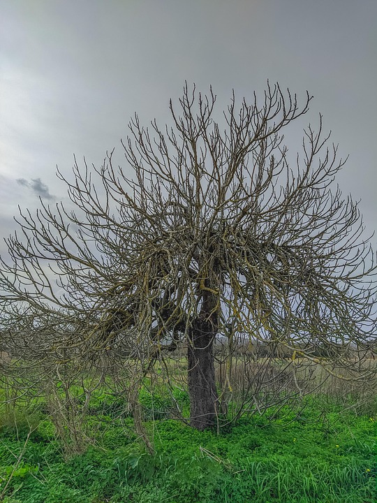 Tree Branches Nature Free photo on Pixabay