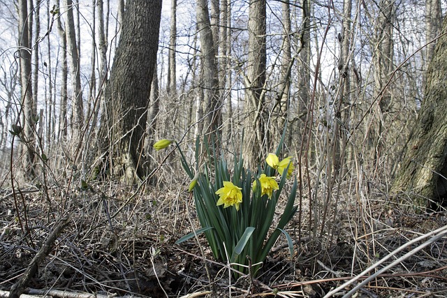 Osterglocken, Gelbe Narzisse