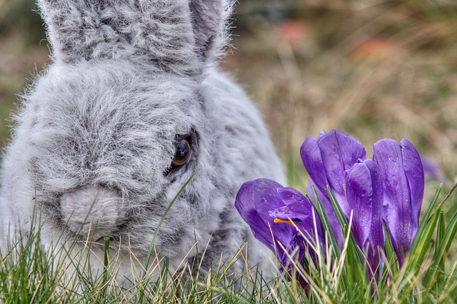 Plüschhase, Hase, Stofftier, Ostern