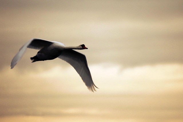 Schwan, Himmel, See, Vogel, Fliegen