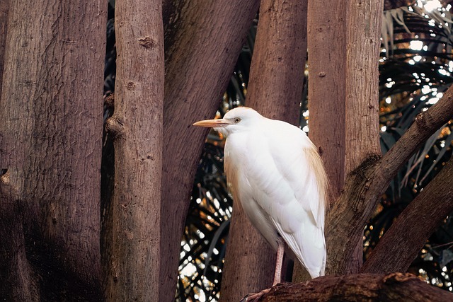 Reiher, Vogel, Baum, Natur, Zweig, Tier