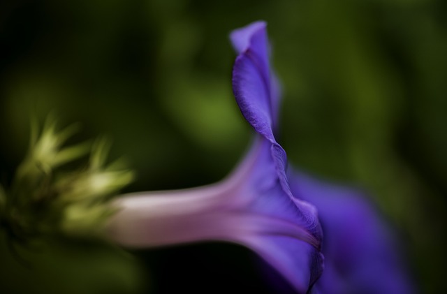 Free Flower Macro photo and picture