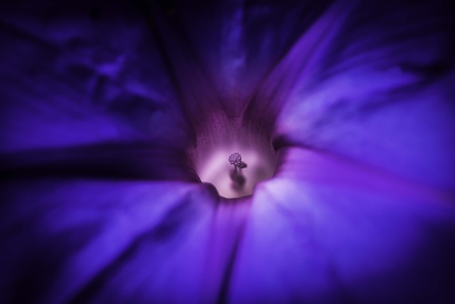 Free Flower Macro photo and picture