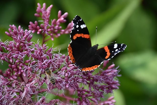 Free Flower Butterfly photo and picture
