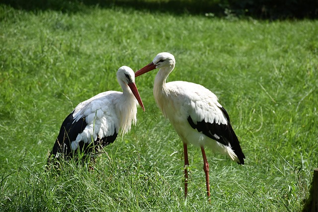 Free Stork Storks photo and picture