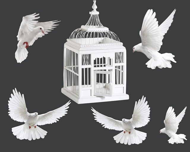 Free cage pigeons white illustration