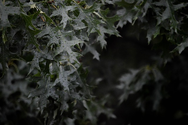 Træ, Regndråbe, Blad, Natur, Regn, Våd