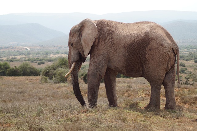 Elefante, Safári, África, Natureza
