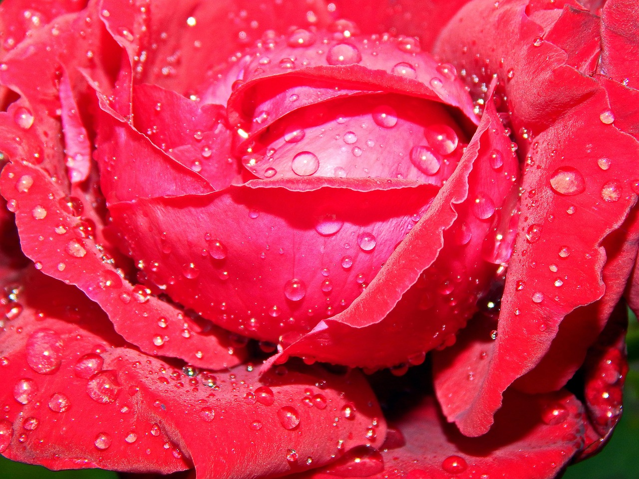Rose In The Rain Free photo on Pixabay Pixabay