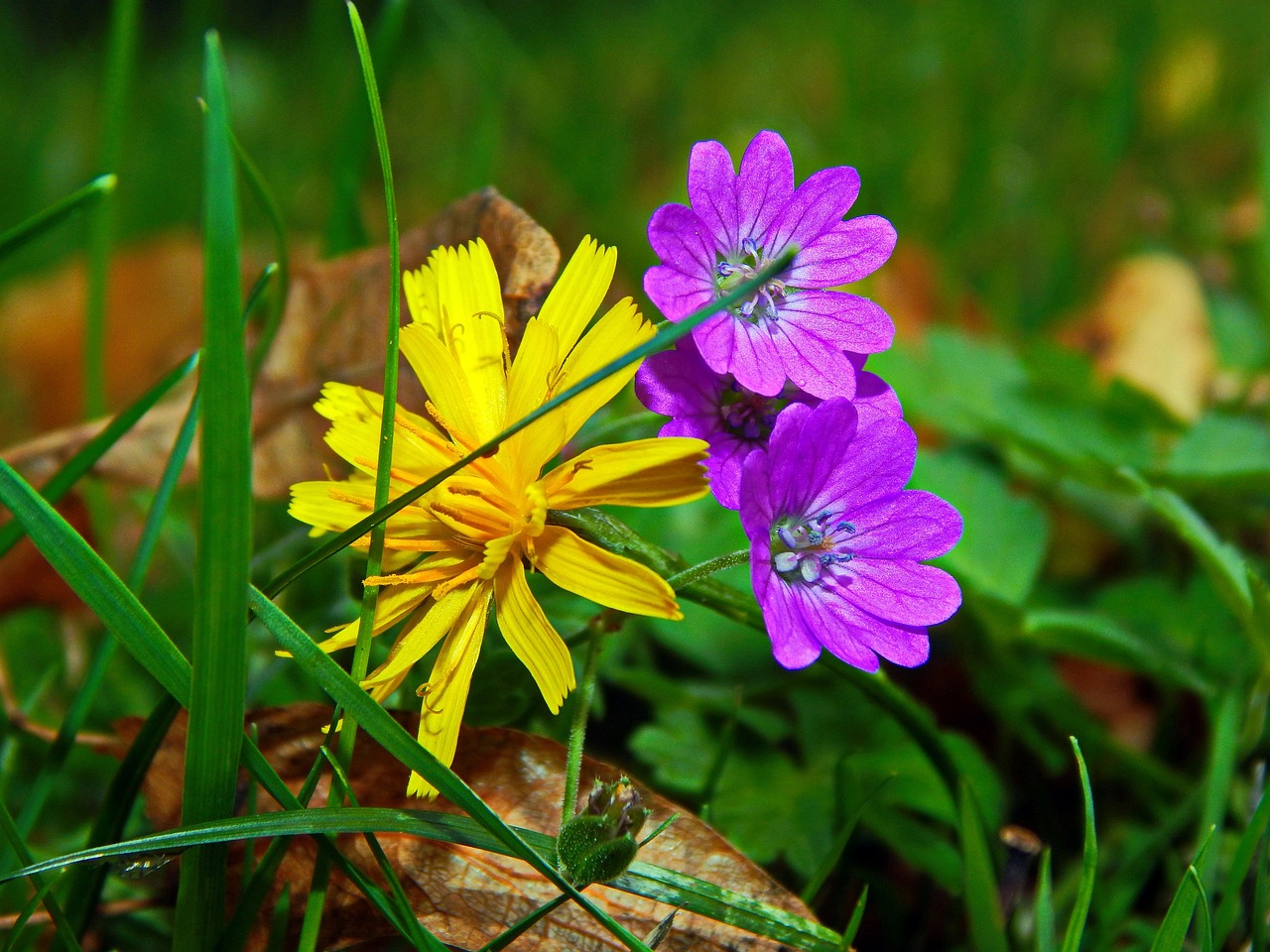 Schöne Blume Gras Blätter - Kostenloses Foto auf Pixabay - Pixabay