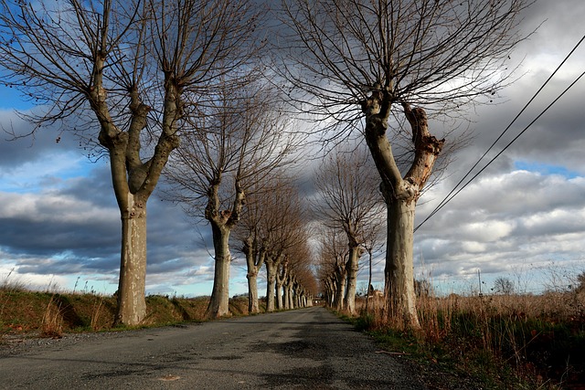 Free Road Trees photo and picture