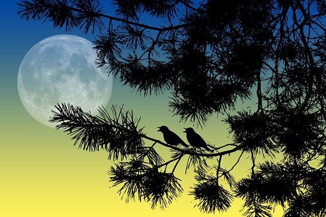 Download free HD stock image of Nature Tree Free nature tree branch illustration