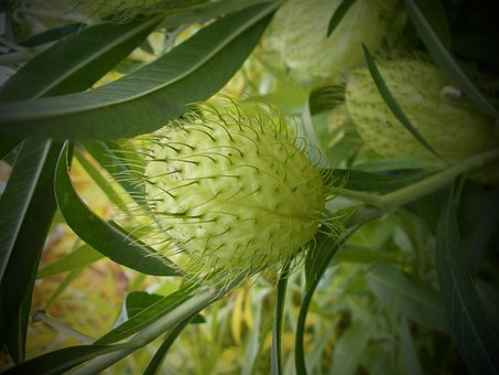 Free Swan Silk Plant Asclepias Physocarpa photo and picture