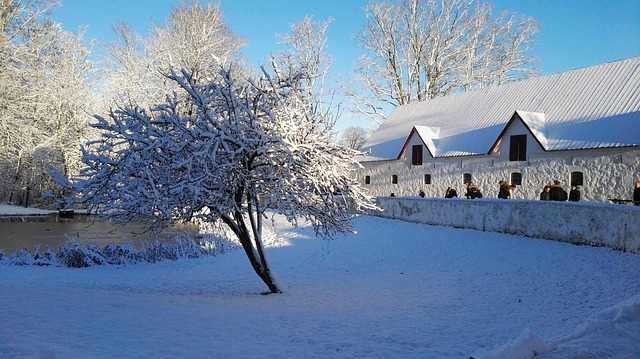Free Snow Tree photo and picture