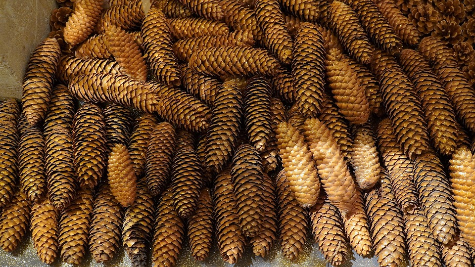松果 树 森林 - Pixabay上的免费照片 - Pixabay