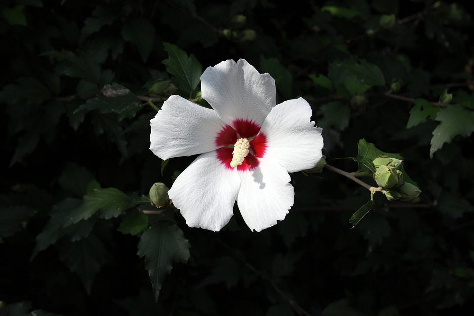 ムクゲ 花 植物 Pixabayの無料写真