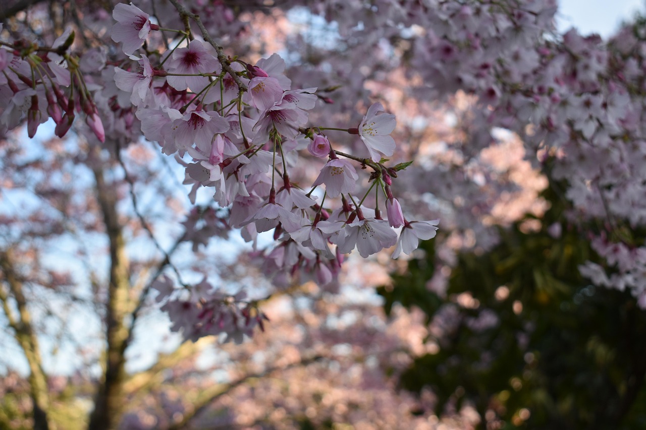 Japan Cherry Blossom Spring - Free photo on Pixabay - Pixabay
