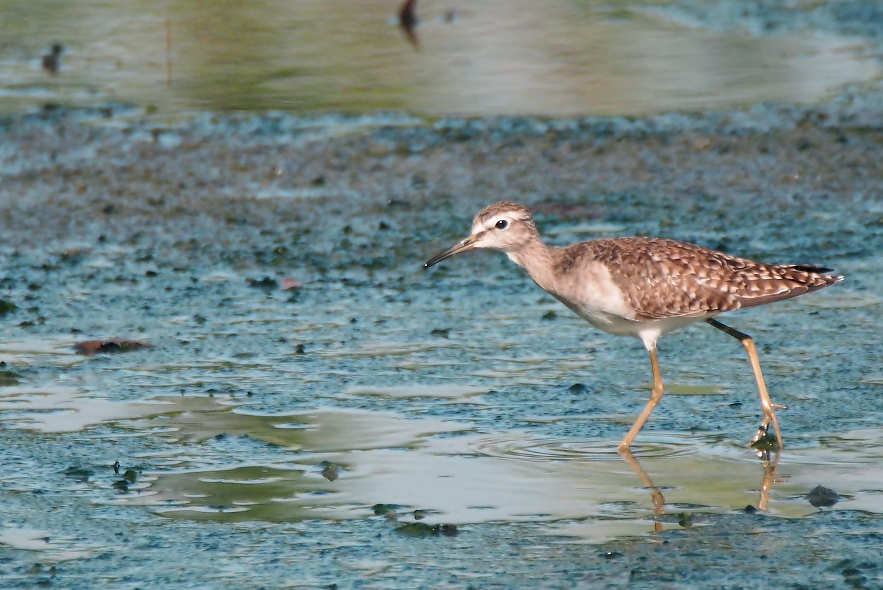 Download free HD stock image of Migratory Bird Seasonal Free Migratory Bird Seasonal photo and picture