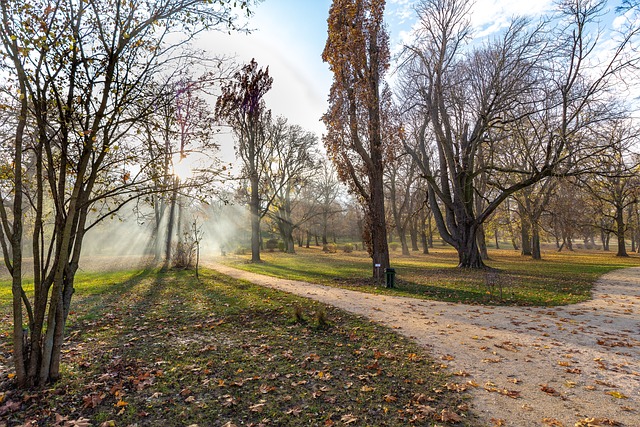 Free Trees Nature photo and picture