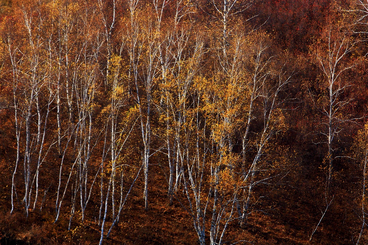 秋天 秋色 树 - Pixabay上的免费照片 - Pixabay
