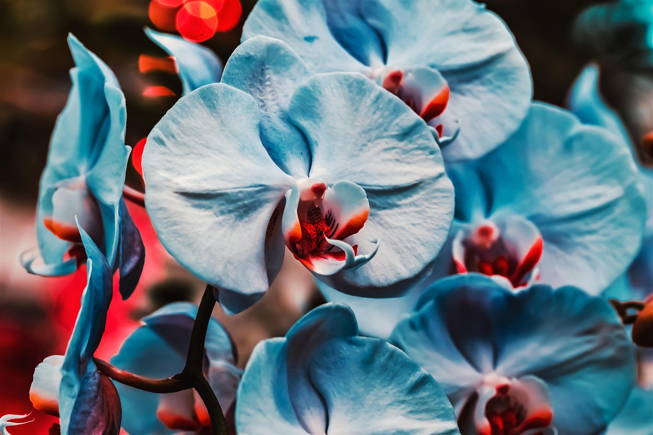 花 青 植物 - Pixabayの無料写真 - Pixabay