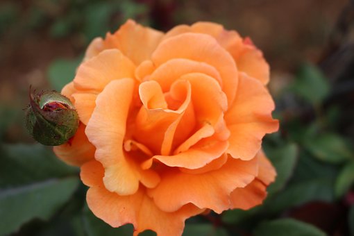 Rose, Knospe, Blumen Hintergrund, Blume