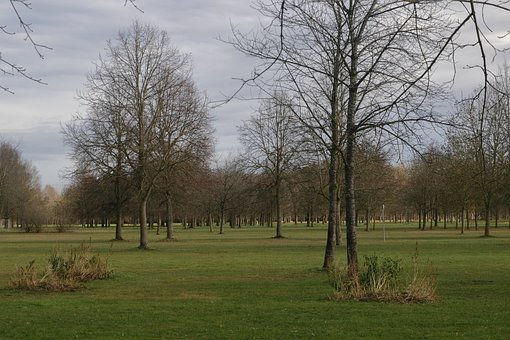 Free Tree Park photo and picture