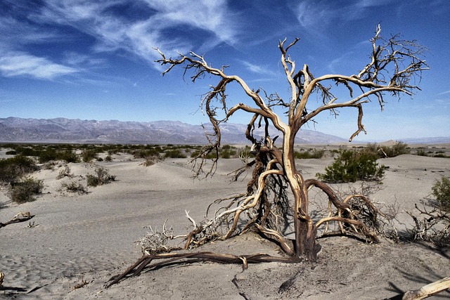 Usa, Wüste, Landschaft, Trocken, Nevada