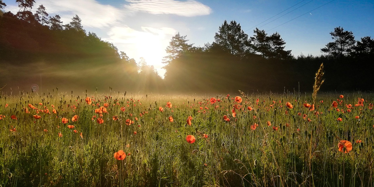 60,000+ Free Pre Spring Wallpaper & Nature Images - Pixabay
